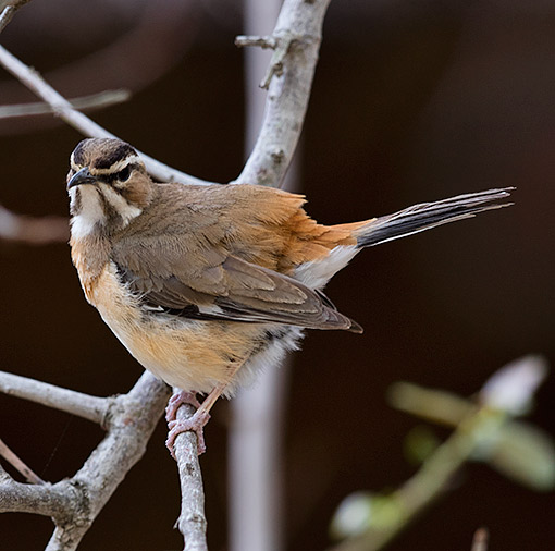 Bearded Scrub-Robin
